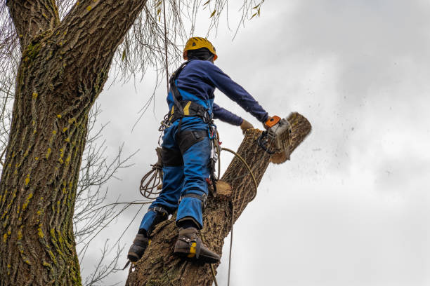 Professional Tree Services in Lufkin, TX